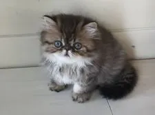 エキゾチックショートヘア【栃木県・男の子・2017年5月1日・ゴールデン】の写真4