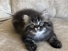 ミヌエット【栃木県・男の子・2018年10月2日・ブラウンタビー】の写真4