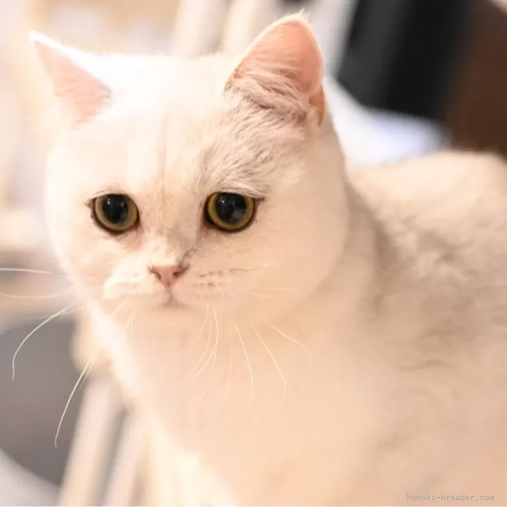 ID：2504-00762の子猫