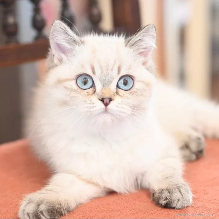 ID：2412-01777の子猫