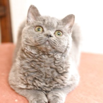 セルカークレックス【栃木県・女の子・2025年1月8日・ブルー】の写真「甘々な性格」