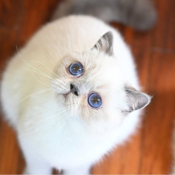 エキゾチックショートヘア【栃木県・男の子・2025年1月9日・ブルーポイント】の写真「ふわふわモコモコショートヘア」