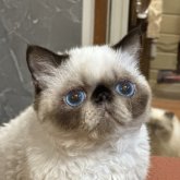 セルカークレックス