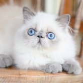 ヒマラヤン