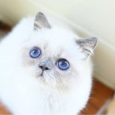 エキゾチックショートヘア