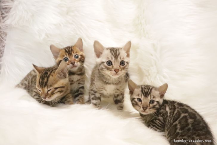 新谷　末央(しんや　みお)ブリーダー(京都府・ベンガル・TICA/ACC登録)の紹介写真3