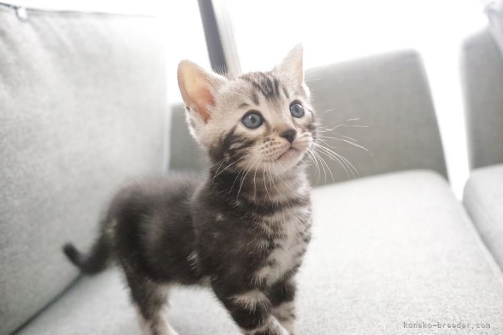 新谷　末央(しんや　みお)ブリーダー(京都府・ベンガル・TICA/ACC登録)の紹介写真9