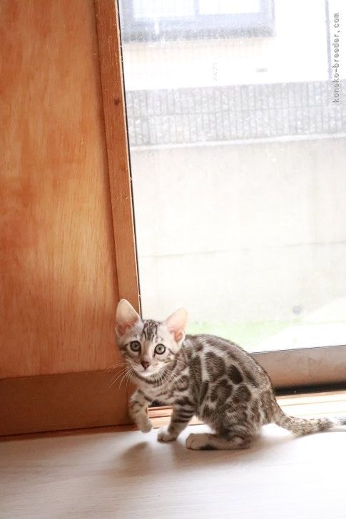 新谷末央ブリーダーのブログ：近況報告～子猫出産情報