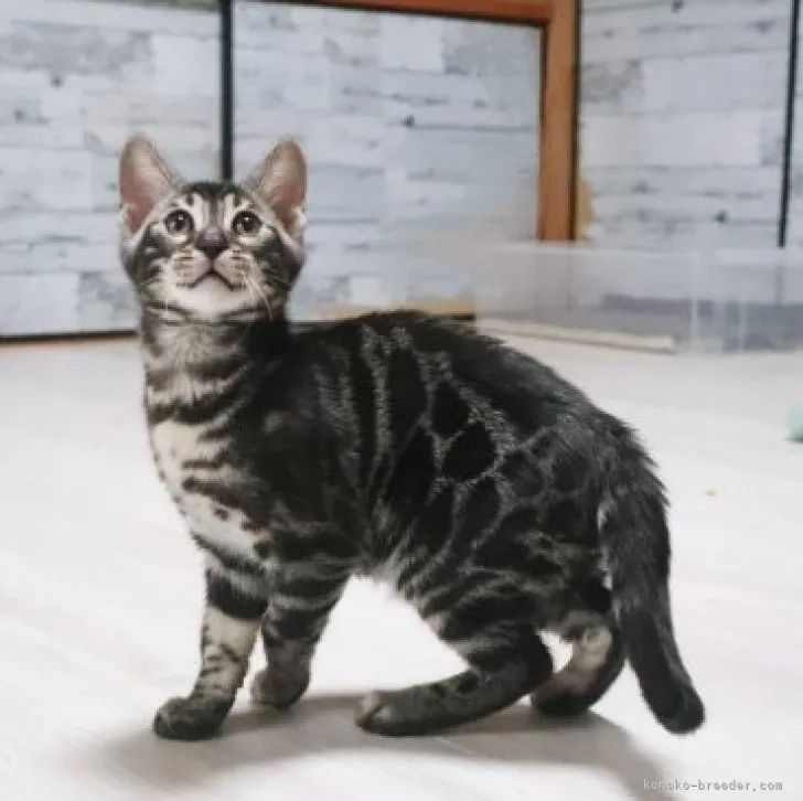 ID:2302-01323の子猫