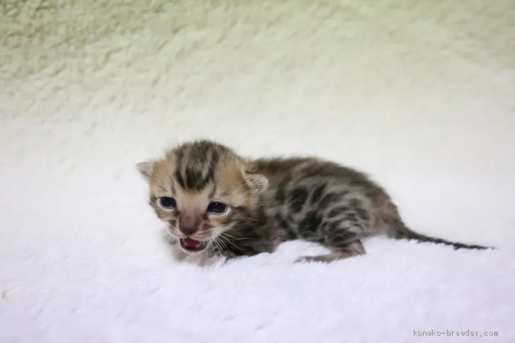 ID：2003-01642の子猫