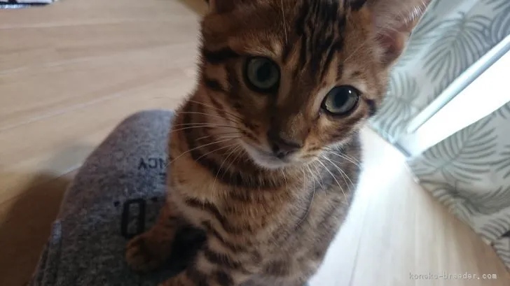 ID：1801-00442の子猫