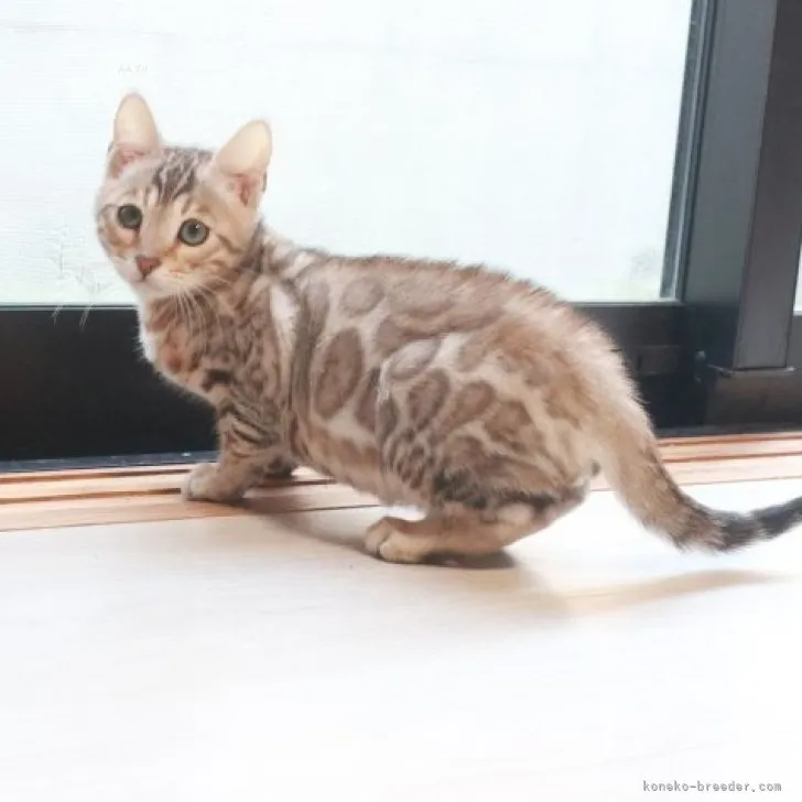 ID:2310-01936の子猫