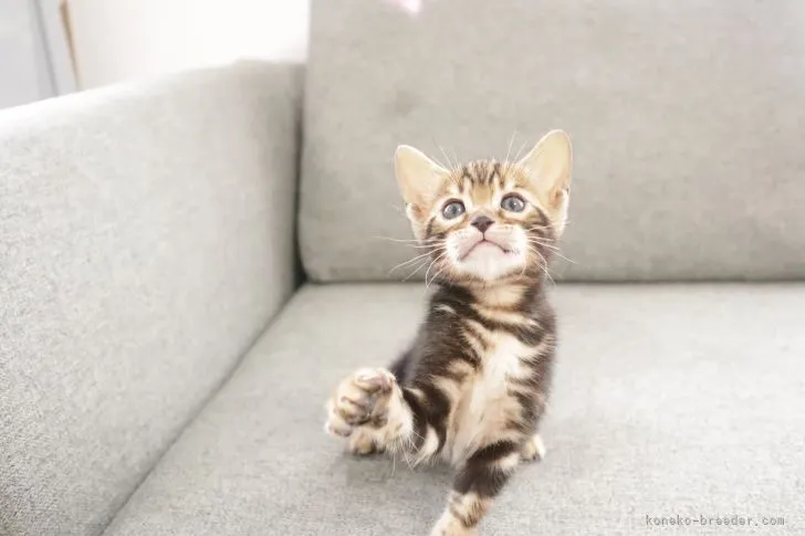 ID：2107-00129の子猫