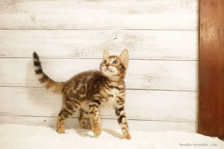 ID：2010-02203の子猫