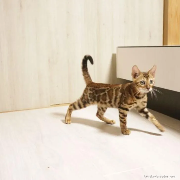 ID:2208-00733の子猫
