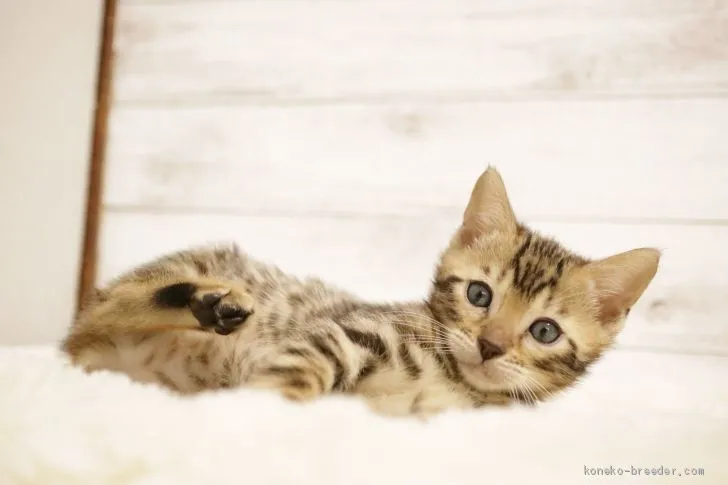 ID：2011-01070の子猫