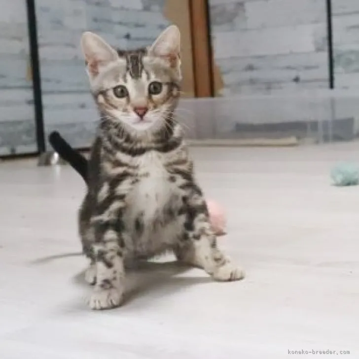 ID：2302-01339の子猫