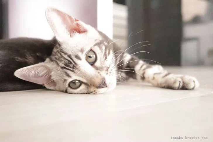 ID：2107-00131の子猫