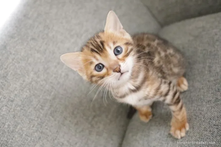 ID：2106-00623の子猫