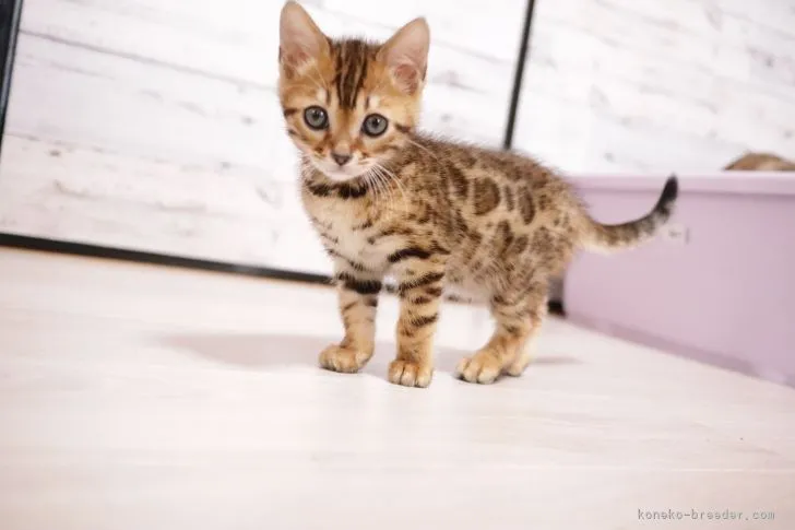 ID：2203-00292の子猫