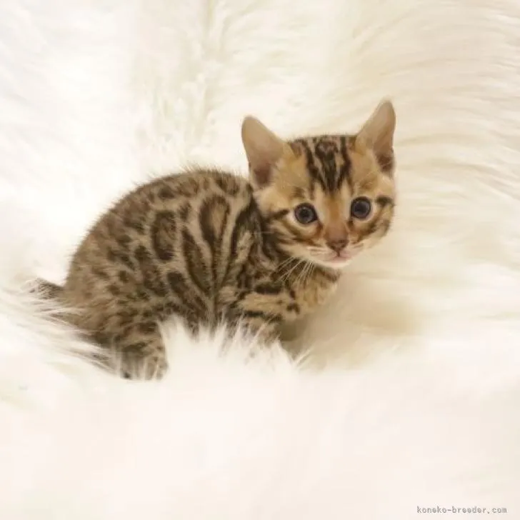 ID:2302-01315の子猫