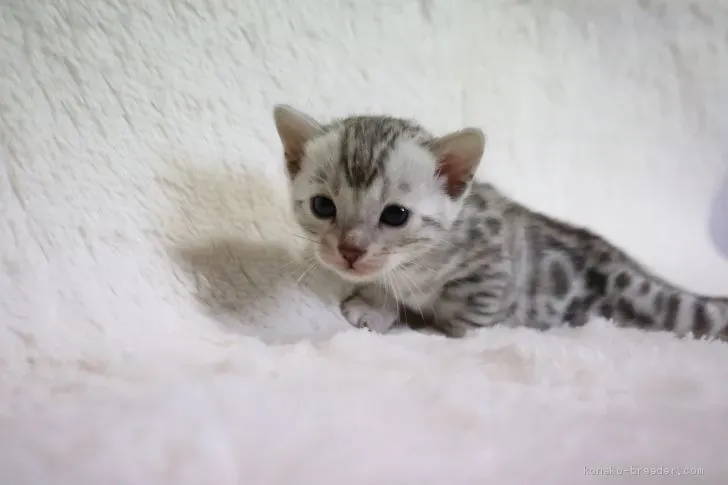 ID：2004-00642の子猫