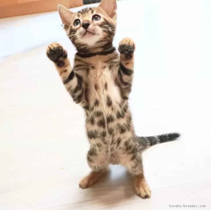 ID：2409-01574の子猫