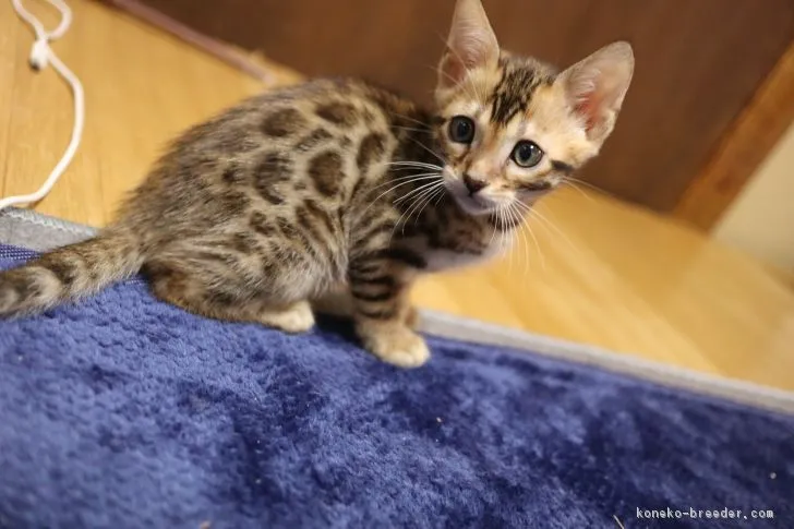 ID：1810-01078の子猫