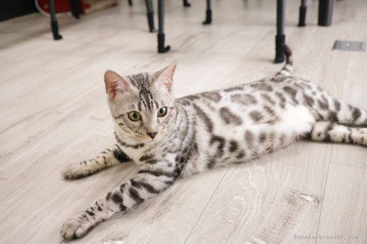 ベンガル【・女の子・2020年3月1日・シルバースポテッドタビー(ロゼット)】