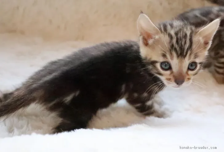 ID：2003-01610の子猫