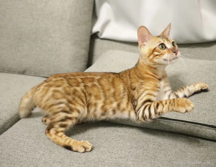 ID：2102-01264の子猫