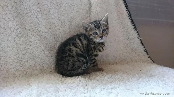 ID：1801-00443の子猫