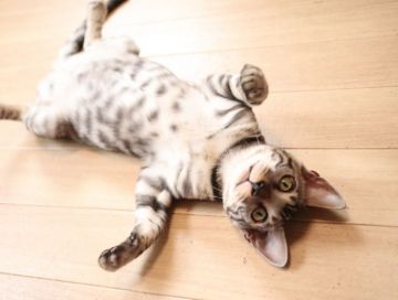 ベンガル【京都府・男の子・2019年4月27日・シルバースポテッドタビー】の写真「ご見学当日お迎えいただけます。」