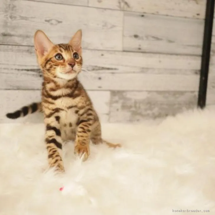 ID：2207-01644の子猫