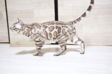 ベンガル【・男の子・2024年4月2日・SEAL SILVER MINK CHARCOAL】