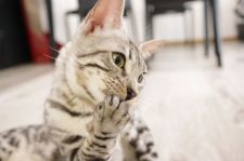 ベンガル【・女の子・2020年3月1日・シルバースポテッドタビー(ロゼット)】