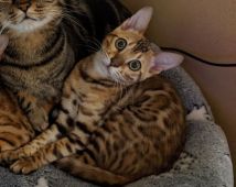 ベンガル【・女の子・2019年10月25日・ブラウンスポテッドタビー(ロゼット)】