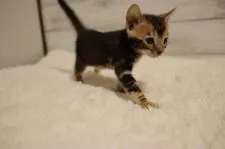 ベンガル【京都府・女の子・2020年8月14日・ブラウンマーブル】の写真3