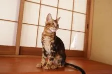 ベンガル【京都府・男の子・2022年1月19日・ブラウンマーブル】の写真3