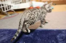 ベンガル【京都府・男の子・2018年9月5日・シルバースポテッドタビー】の写真4