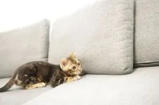 ベンガル【京都府・男の子・2021年1月13日・ブラウンマーブル】の写真4