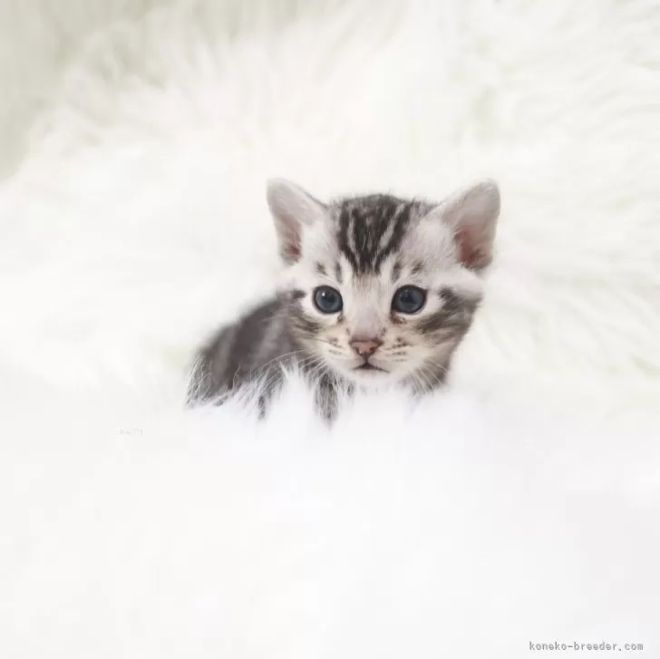R.Y 様のお迎えした子猫