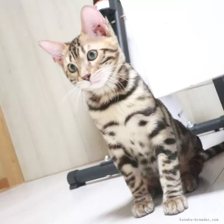 ID：2507-02801の子猫