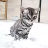 ベンガル
