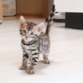 ベンガル