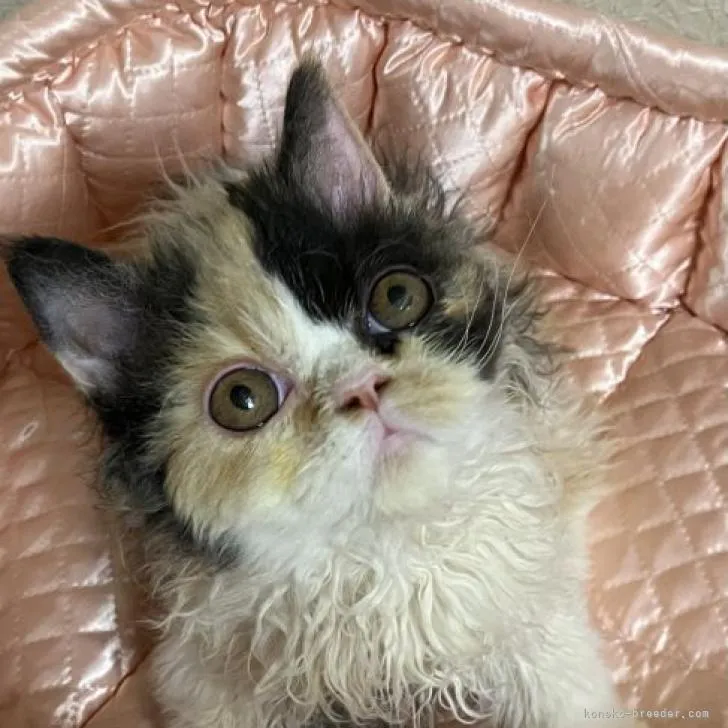 ID：2301-02200の子猫