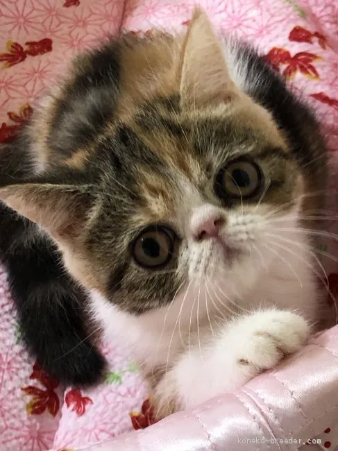 ID:2006-01262の子猫