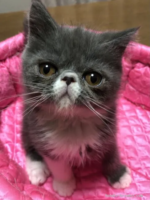 ID:2012-01283の子猫
