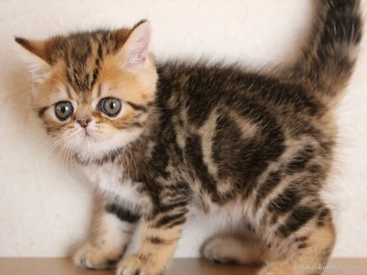 ID：1609-00200の子猫