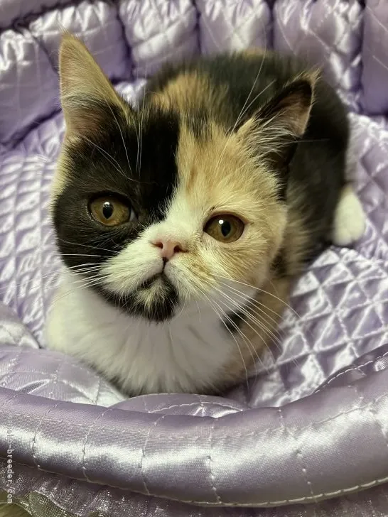 S.N 様のお迎えした子猫